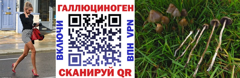 Псилоцибиновые грибы мицелий  мега ссылка  Высоковск  хочу наркоту 